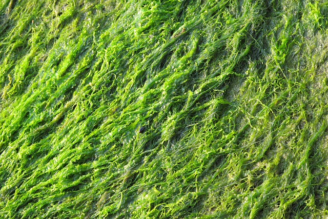 Green 2631413 640