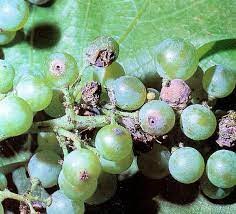 grožđani moljac zaštita