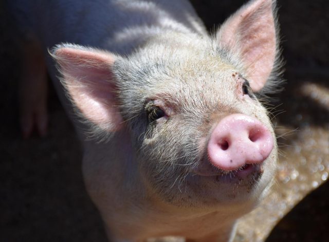 Hairy Pig With Pink Snout Wirey Hair