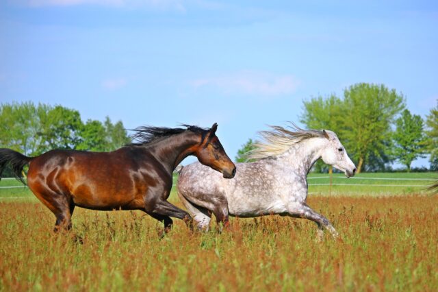 Horse 2348773 1920