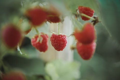 Jametlene Reskp Ivog Woiod0 Unsplash