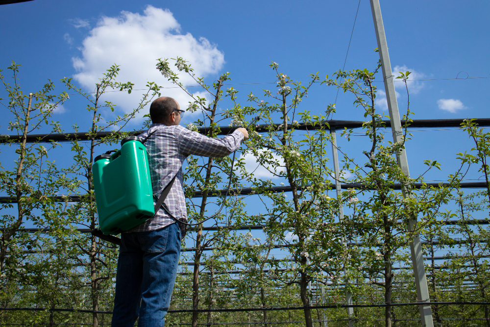 Male Agronomist Treating Apple Trees With Pesticides Orchard