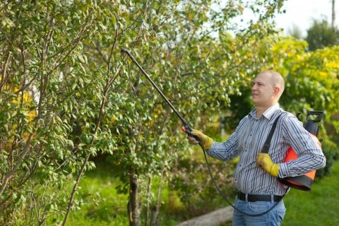 Man Spraying Tree Branches 1398 1874
