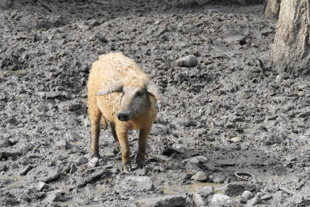 Mangalica Pig 7119065 1920