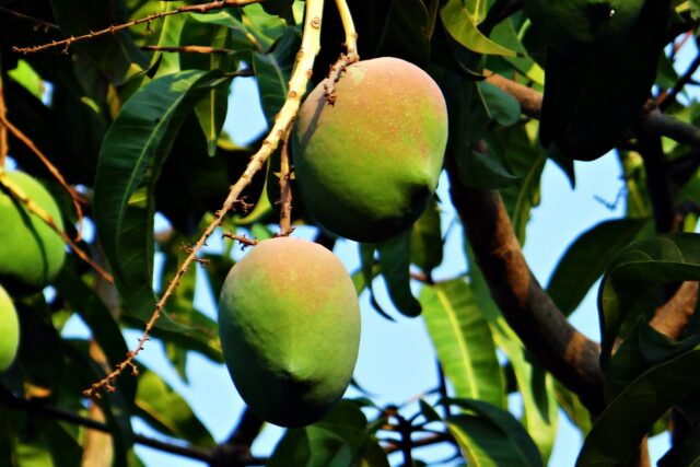 Mango