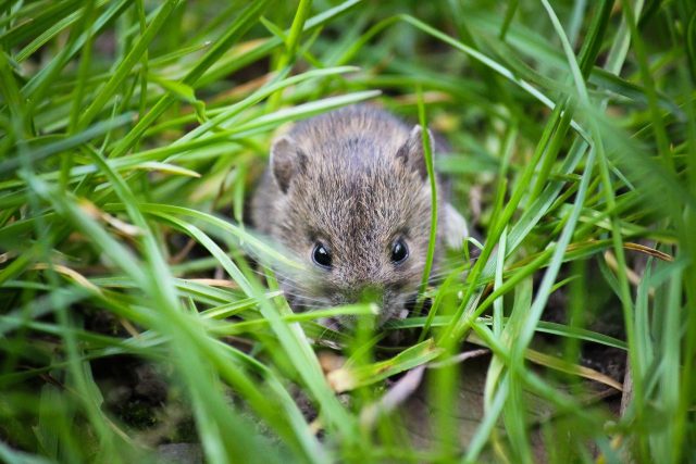 Mouse 1335602 1920