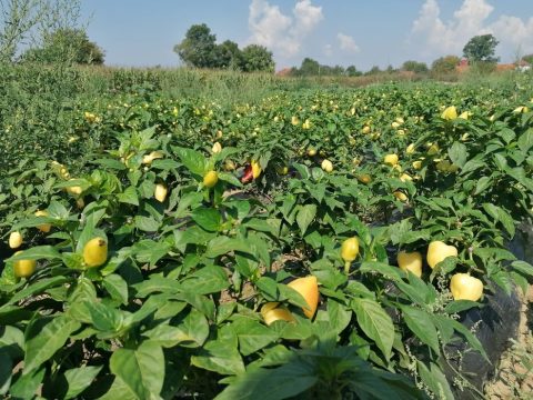 Paprika Somborka