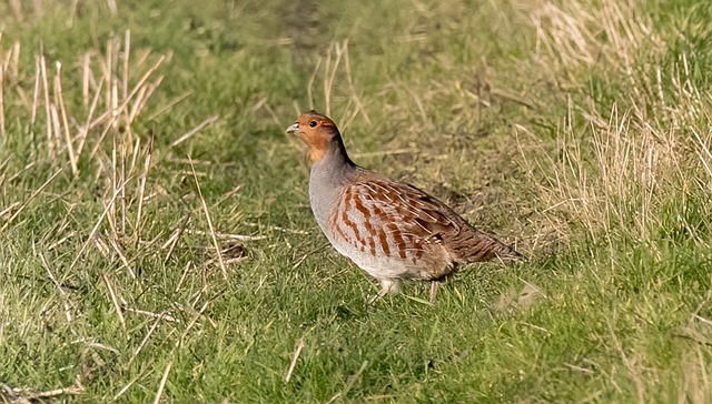 Partridge 6986168 640