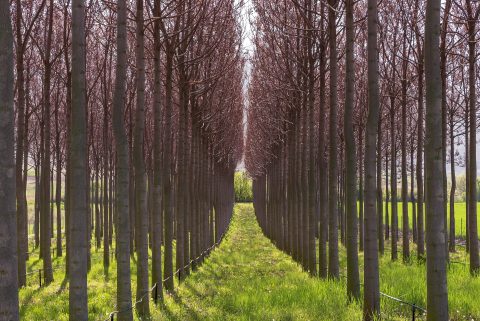 Paulownia 4158075 1920