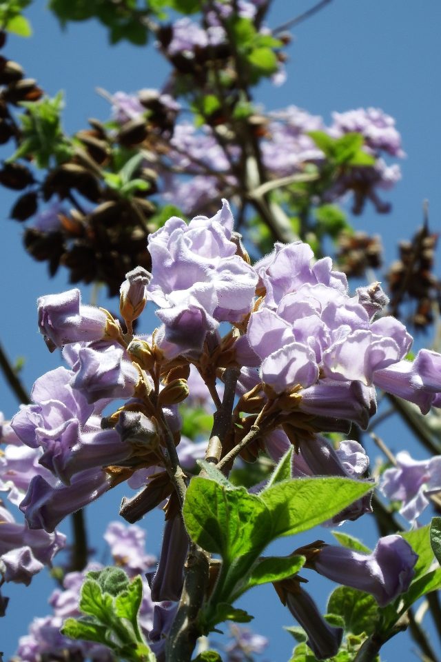 Paulownia 5091015 1920