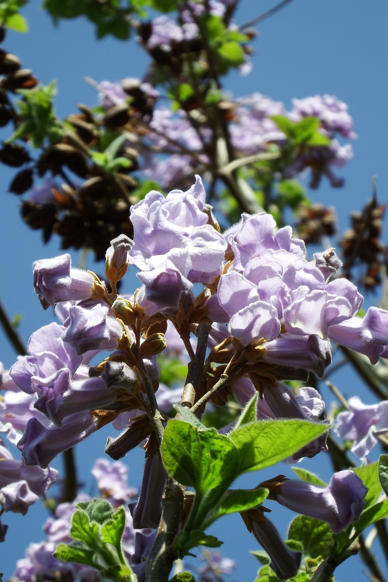 Paulownia 5091015 1920