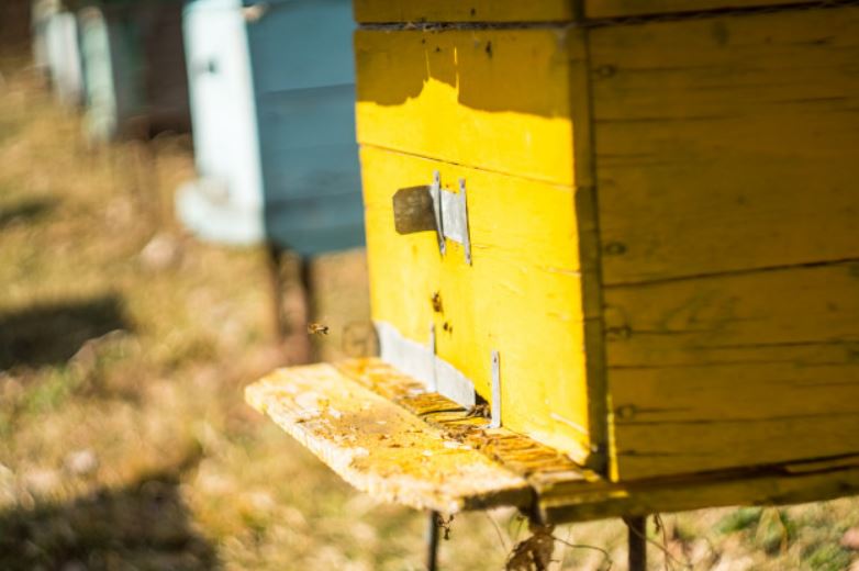 Pčela Pčele Košnica Freepik Azerbaijan Stockers