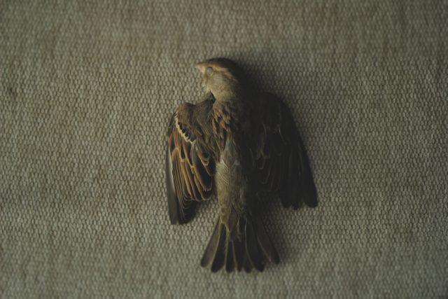 Photo Dead Sparrow