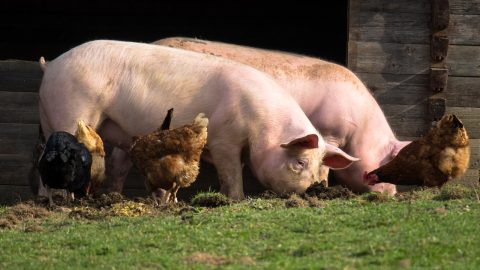 Pigs 4125935 1280