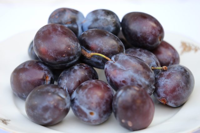 Plum Stanley 4424375 1280