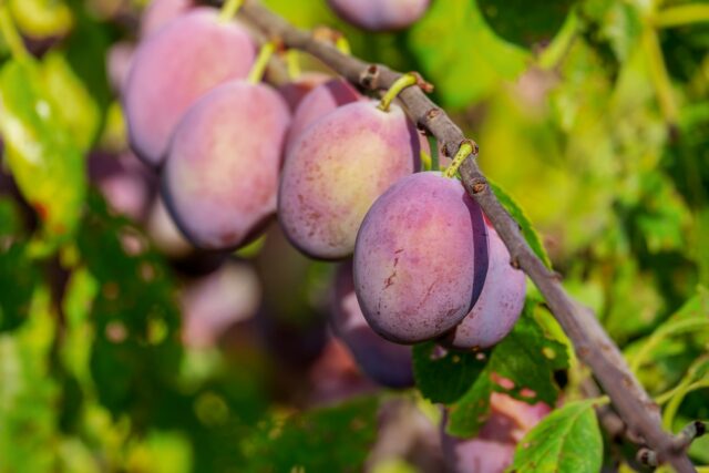Plums 3563535 1280