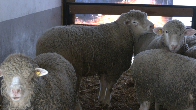 Poljop Klenje Thumb 1