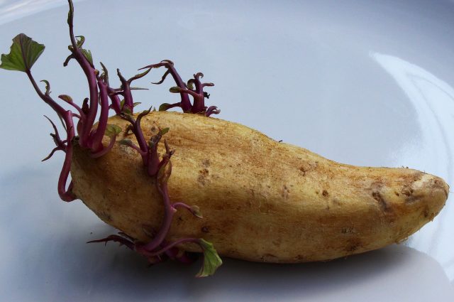 Potato 1927136 1280