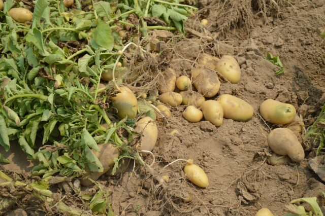 Potato 373822 1280