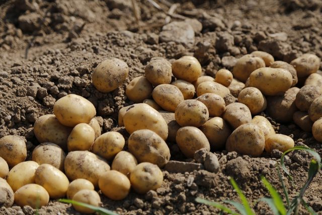 Potato 983788 1280