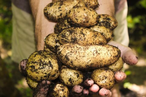 Potatoes 1866415 1280