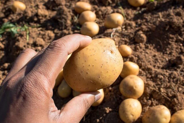 Potatoes 4197317 1280