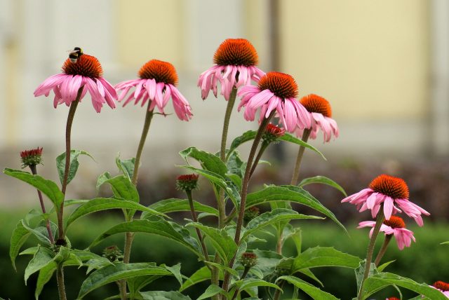 Purple Coneflower 4365379 1920