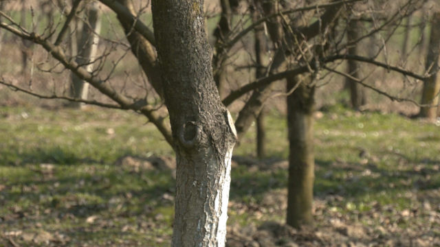 Rakija Thumb 1