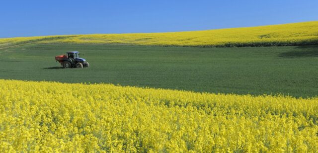 Rapeseed 5052582 1280
