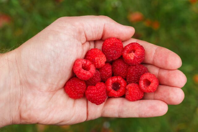 Berba Maline