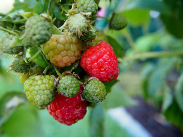 Raspberry 2603301 1280