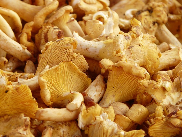 Real Chanterelle 9357 640