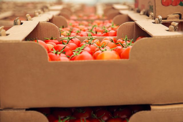 Red Fresh Tomatoes Gathered Into Cardboaard Boxes Purchasing