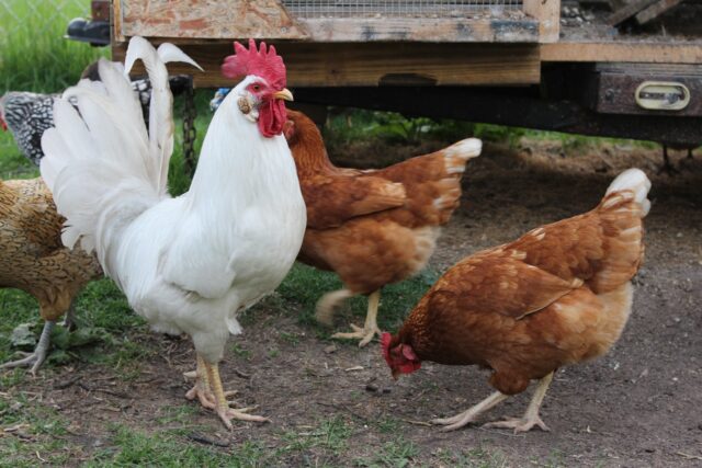 Rooster 1001892 1280