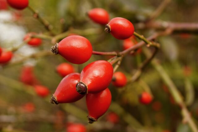 Rosehips 974577 1280