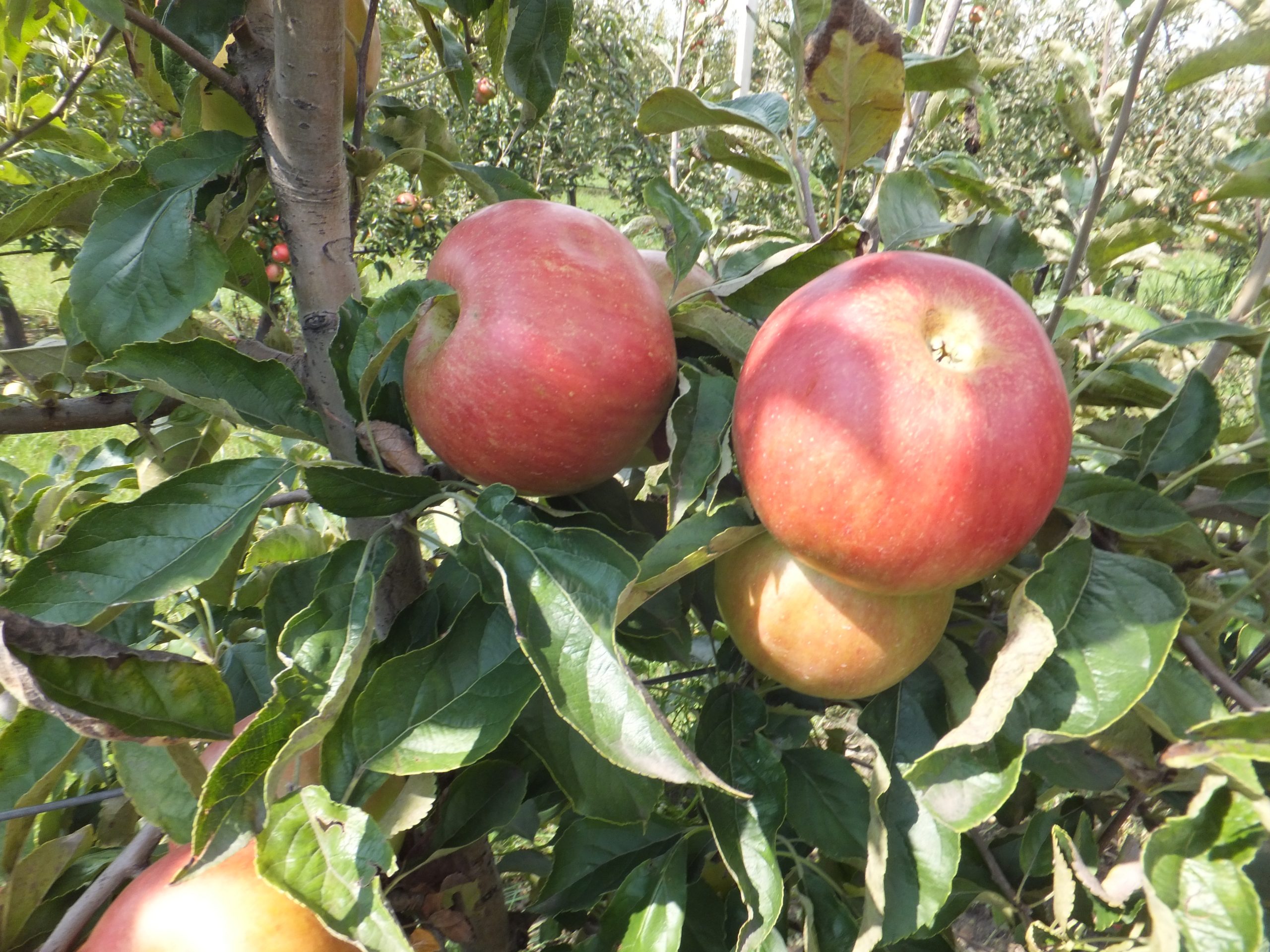 Galenika Fitofarmacija