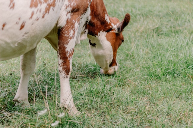 cow pasture