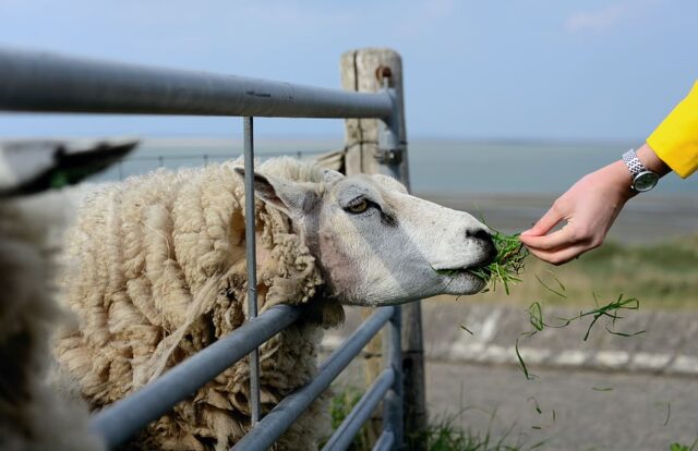 Sheep Texel Holland Texelschaf Animal Pasture