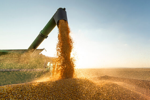 Grain,auger,of,combine,pouring,soy,bean,into,tractor,trailer