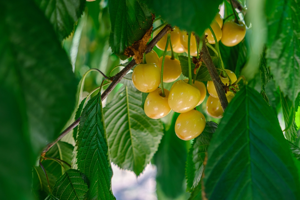 Sweet,yellow,cherries,on,tree,branch.,cherries,ripen,on,a