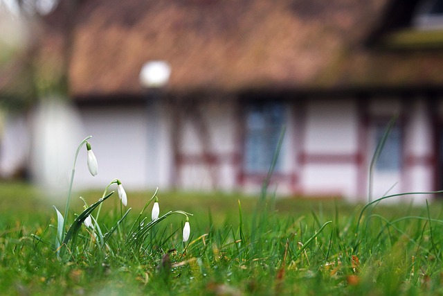 Snowdrop 6101818 640