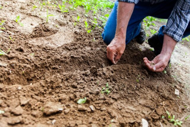 Soil 2561136 1280