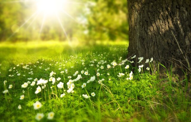Spring 276014 1280