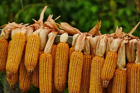 Sweet Corn 3630707 1920