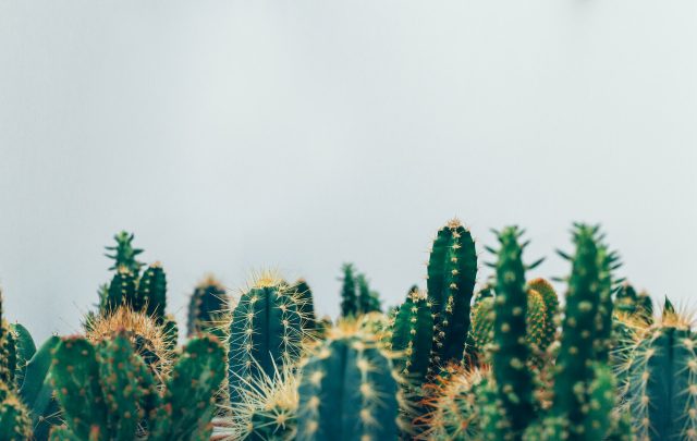 Thomas Verbruggen 5a06owu6wuc Unsplash