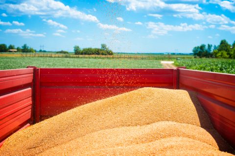 Tractor Trailer Full Wheat Seeds Field (1)