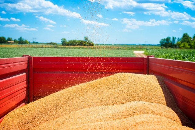 Tractor Trailer Full Wheat Seeds Field (1)