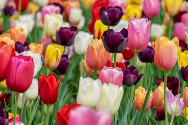Tulip 3365630 1920