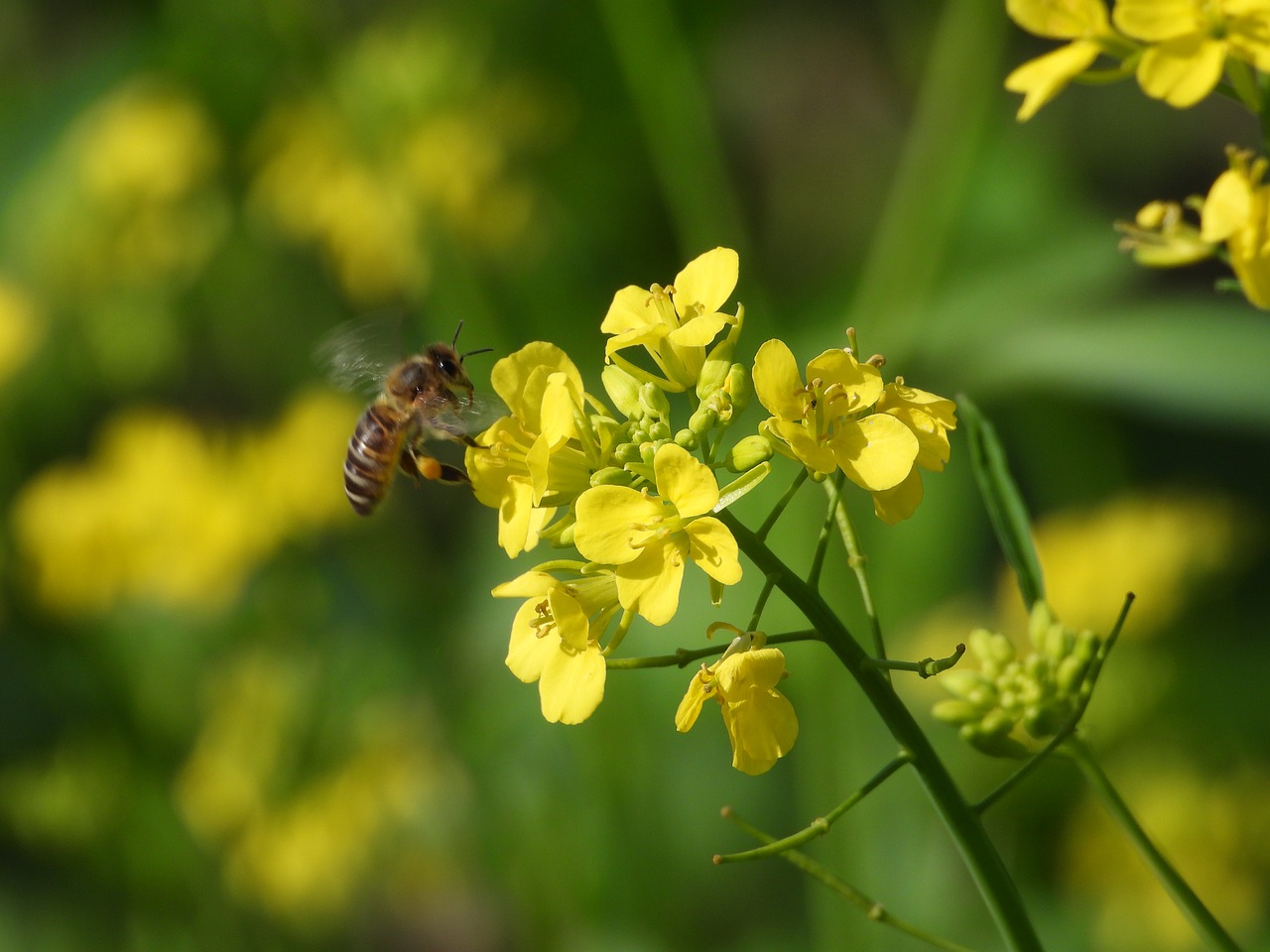 Rapeseed oil