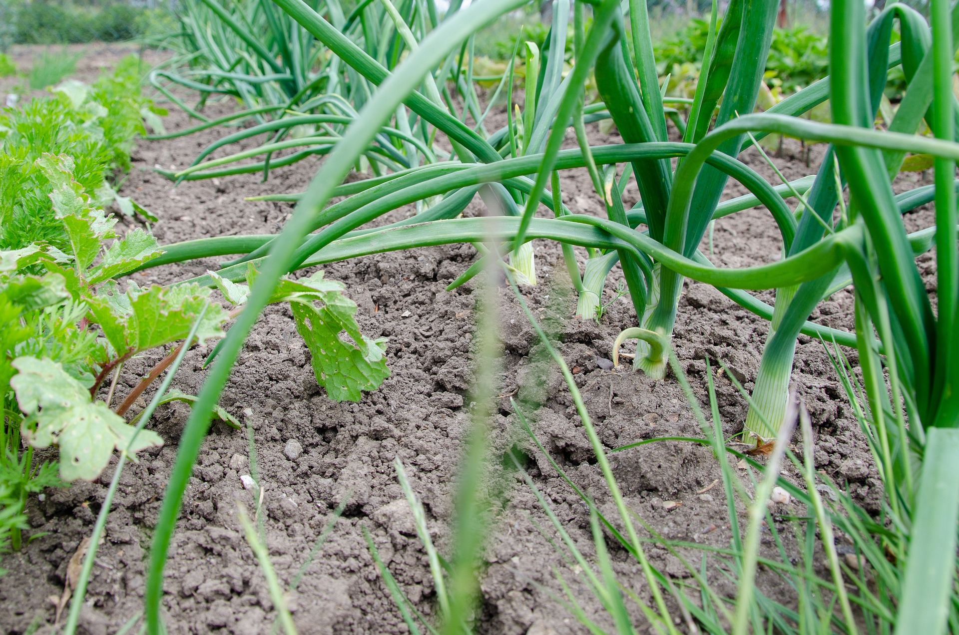 Vegetable Patch 5188270 1920